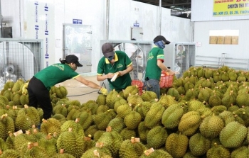 Xuất khẩu nông sản sang Trung Quốc:  “Cơ hội” đã có, cần thay đổi để thích nghi
