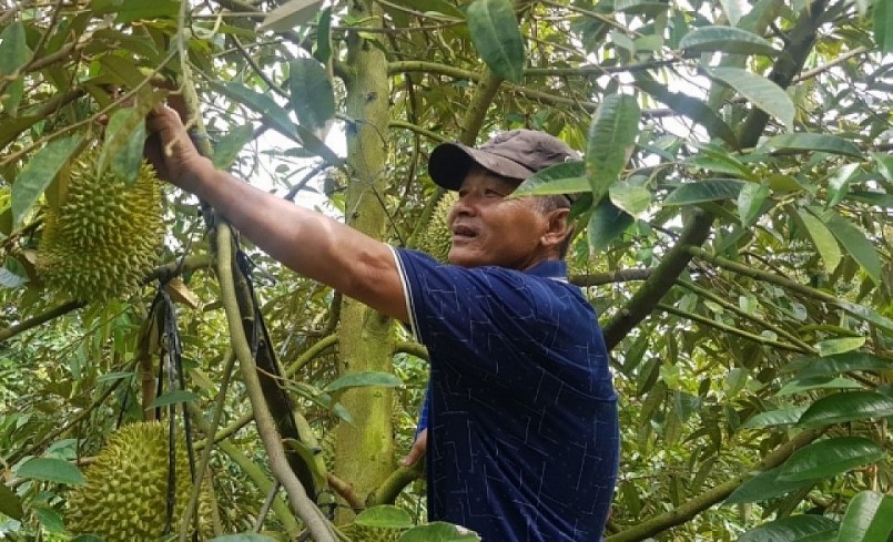 Nông dân Long An kỳ vọng với những nỗ lực và canh tác bài bản an toàn sầu riêng có nhiều cơ hội thuận lợi để xuất khẩu chính ngạch.