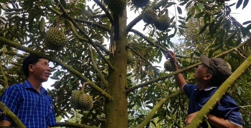 Long An đã chủ động được vùng nguyên liệu sầu riêng để xuất khẩu.