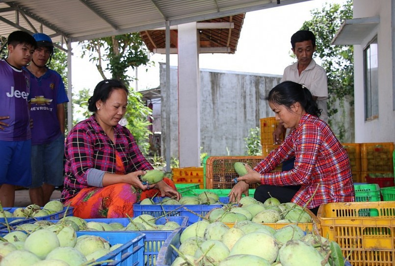 Xoài Đồng Tháp đã được xuất khẩu sang các thị trường như Hàn Quốc, Nhật Bản, Australia, Mỹ, EU.