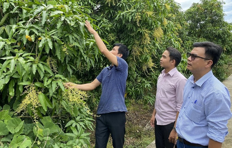 Đồng Tháp đặt ra mục tiêu nâng cao giá trị, thu nhập cho người trồng xoài và khai thác tiềm năng chế biến sâu để tăng thêm hiệu quả của chuỗi giá trị.