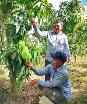 Vì sao trái xoài Đồng Tháp vốn nổi tiếng lại càng trở nên đặc biệt?