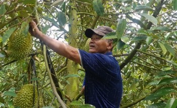 Sầu riêng Long An tiến những bước vững chắc để xuất khẩu bền vững