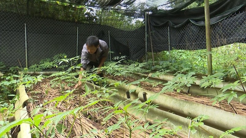 Mô hình trồng sâm Lai Châu tại xã Hồ Thầu, huyện Tam Đường