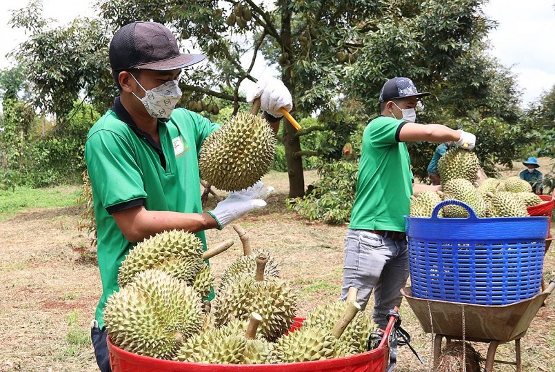 Nhân viên của Công ty TNHH Xuất nhập khẩu trái cây Chánh Thu kiểm tra sầu riêng tại vườn.