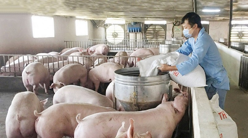 Giá heo giảm liên tục trong khi giá thức ăn tăng cao khiến người chăn nuôi heo thua lỗ.