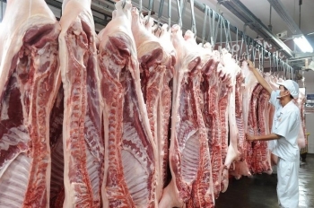 Bộ Tài chính dự báo hai kịch bản giá heo, dự kiến tăng cao