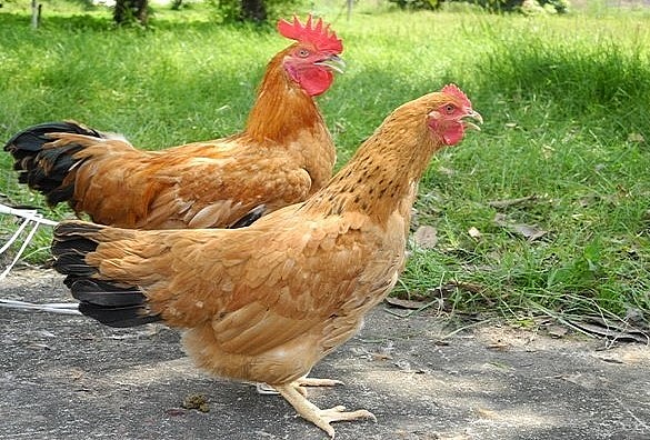 Gà Tàu vàng hay còn gọi là gà Ta vàng.