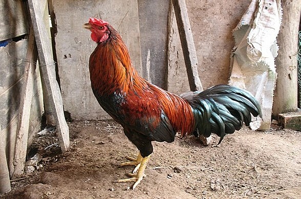 Với gà lai chọi, điều kiện nuôi dễ. 