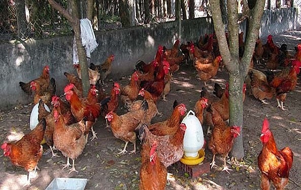 Gà ta luôn được ưa chuộng dịp Tết.