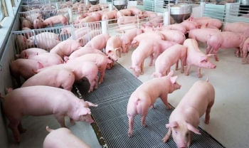 Giúp người chăn nuôi “vượt lỗ” khi tái đàn