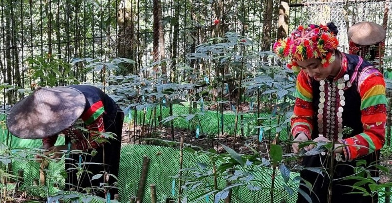 Cây Sâm đang được coi là cây vàng dưới tán rừng của người dân Lai Châu.