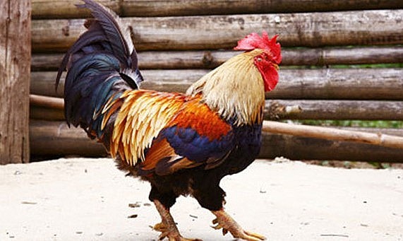 Gà chín cựa là loài vật linh thiêng trong truyền thuyết và là sản vật quý.