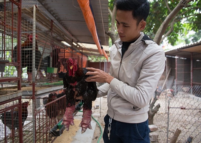 Gà trống Đông Tảo có nguồn gốc xã Đông Tảo (Khoái Châu, Hưng Yên).