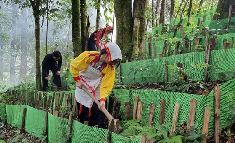 Nhiều diện tích sâm Lai Châu do người dân trồng tự phát đang phát triển tốt.