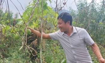 Chàng trai người Mông hồi sinh “vùng đất chết”, trở thành triệu phú trẻ đầu tiên ở vùng cao theo cách “lạ lắm”