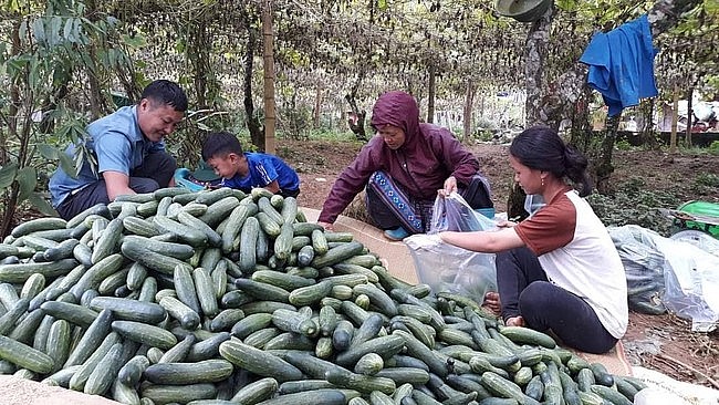 Mỗi tấn dưa chuột, trị giá bằng 2 tấn ngô