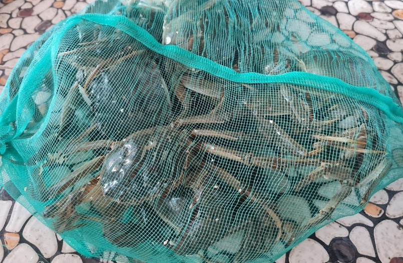 Cua da mỗi năm chỉ có một lần, hết mùa là người dân không thể đánh bắt được.