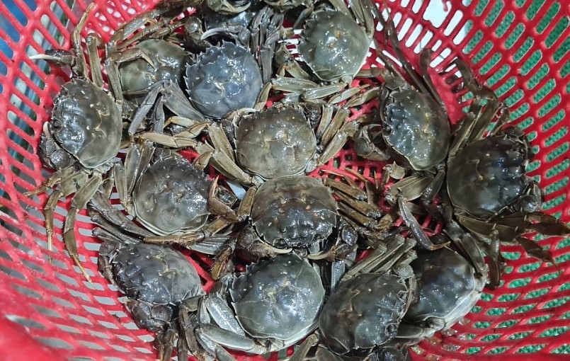 Những năm gần đây, cua da trở thành hàng hiếm, có giá khá đắt.