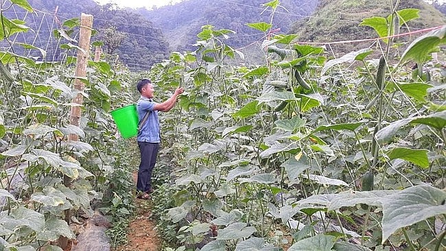 A Việt là người dám nghĩ, dám làm. Từ việc nuôi dê, rồi đưa cây su su, đậu tương và giò là cây dưa chuột vào sản xuất