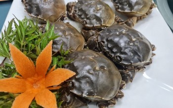 Đặc sản cua da Bắc Giang mỗi kg giá nửa triệu vẫn không có mà bán