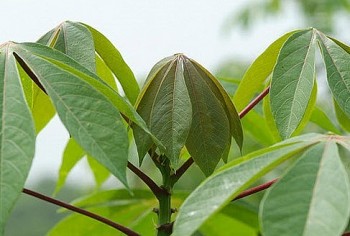 Đặc sản được làm từ cây mọc bờ rào gây sốt trên sàn thương mại điện tử