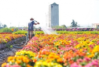 “Ăn, ngủ cùng hoa”, người trồng kỳ vọng gì vào vụ hoa Tết?