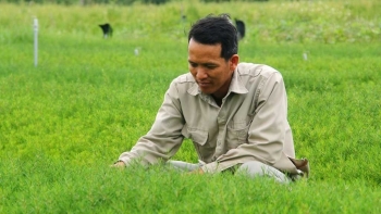 Biến rau dại trở thành đặc sản, Quân “liều” đút túi 500 triệu/năm