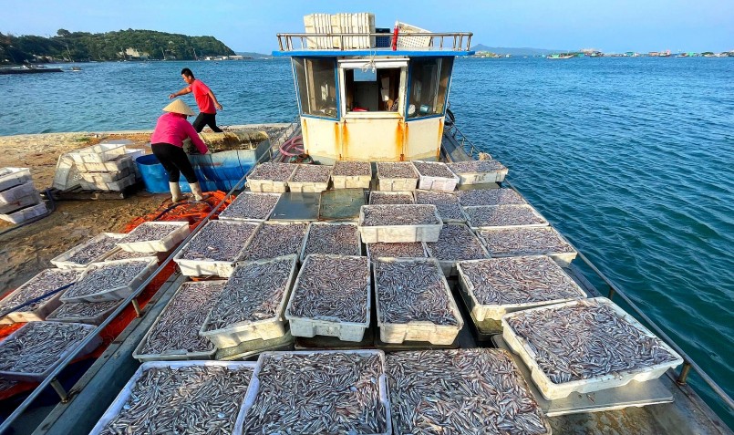 Mùa ấm no trên đảo Thanh Lân, bắt cá cơm mỗi ngày thu hơn 10 triệu đồng