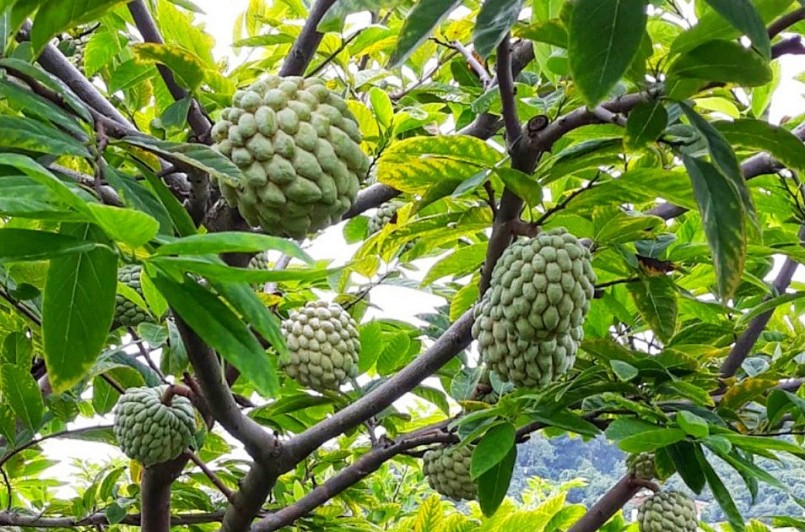 Trung bình mỗi cây na sau 2-3 năm trồng cho thu hoạch khoảng 20 kg quả.