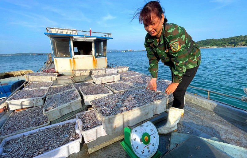 Mùa ấm no trên đảo Thanh Lân, bắt cá cơm mỗi ngày thu hơn 10 triệu đồng