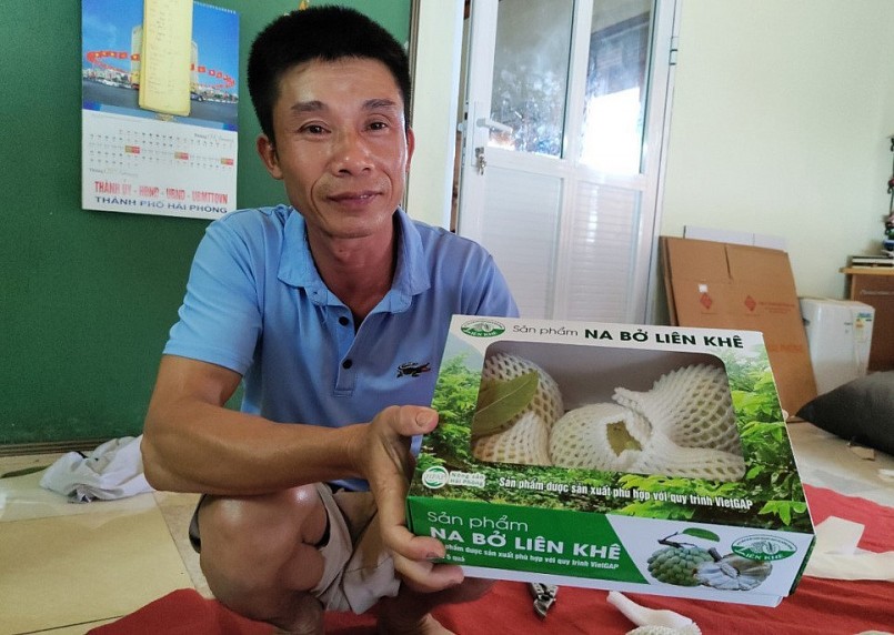 Quả na bở Liên Khê được đóng gói, dán tem trước khi đưa ra thị trường.