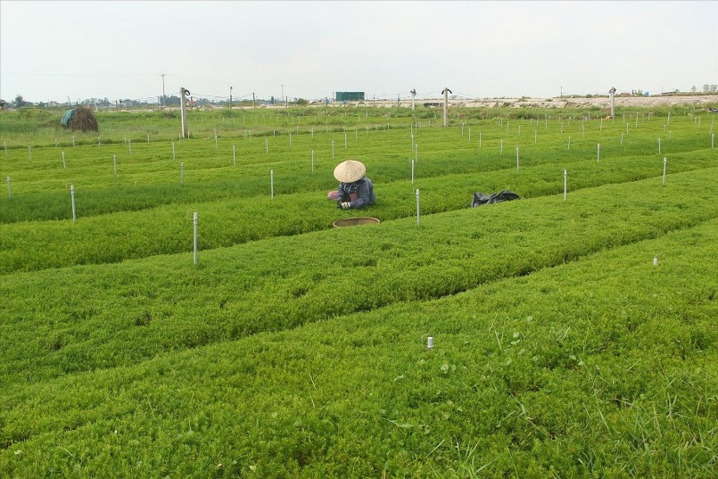 Biến rau dại trở thành đặc sản, Quân “liều” đút túi 500 triệu/năm