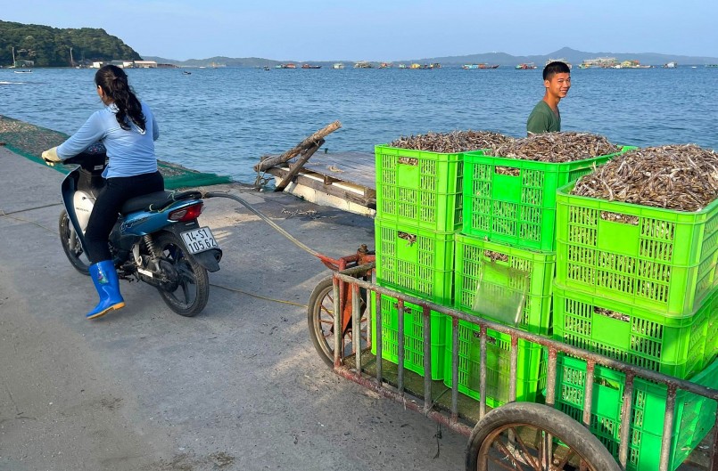 Mùa ấm no trên đảo Thanh Lân, bắt cá cơm mỗi ngày thu hơn 10 triệu đồng