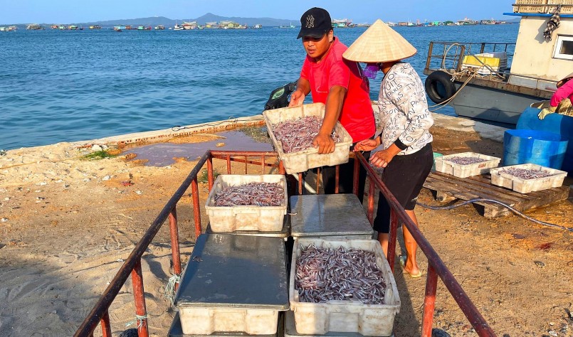 Mùa ấm no trên đảo Thanh Lân, bắt cá cơm mỗi ngày thu hơn 10 triệu đồng