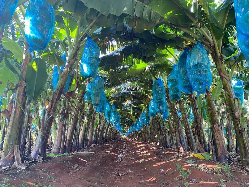 , chuối tươi được xuất khẩu từ Việt Nam sang thị trường Trung Quốc là chuối chưa chín 