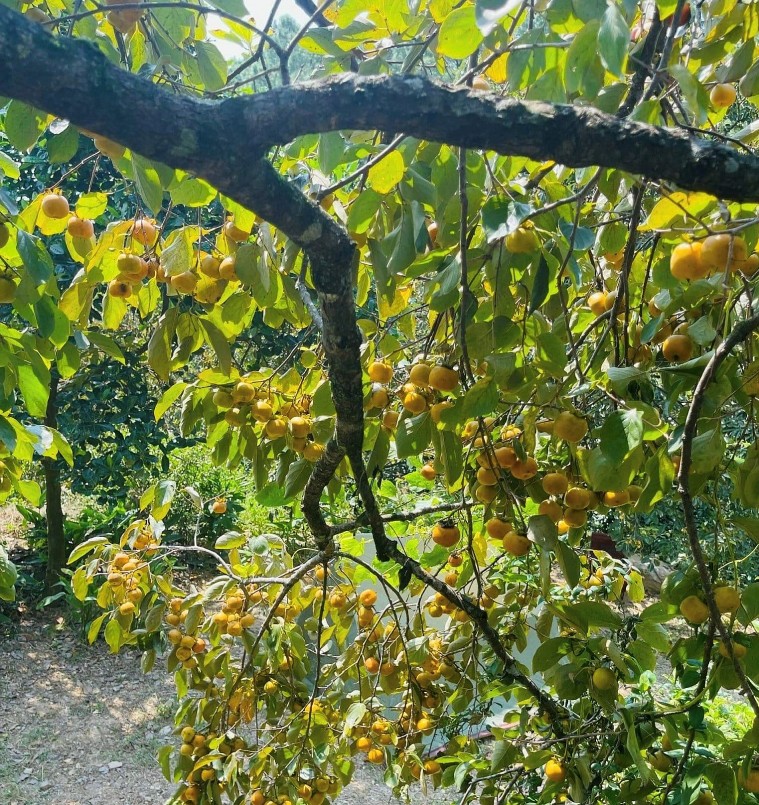 Những vườn hồng này rất đẹp, quả lại thơm, ngọt. 