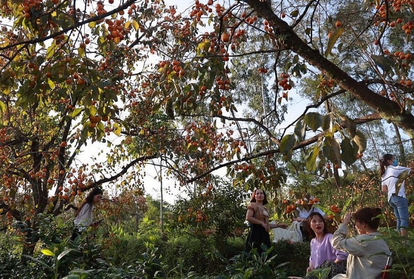 Vườn hồng trăm tuổi ở Nam Đàn đang cuốn hút du khách.