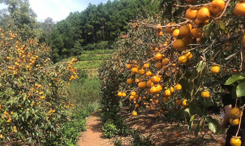 Vườn hồng với tuổi đời cả trăm năm, quả trĩu cành trở thành điểm check-in vạn người mê.