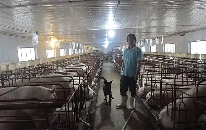 Trại nuôi lợn nái của anh Hà. Trại nuôi lợn nái của anh Hà.