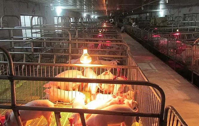 Trại úm lợn sau sinh. Trại úm lợn sau sinh.