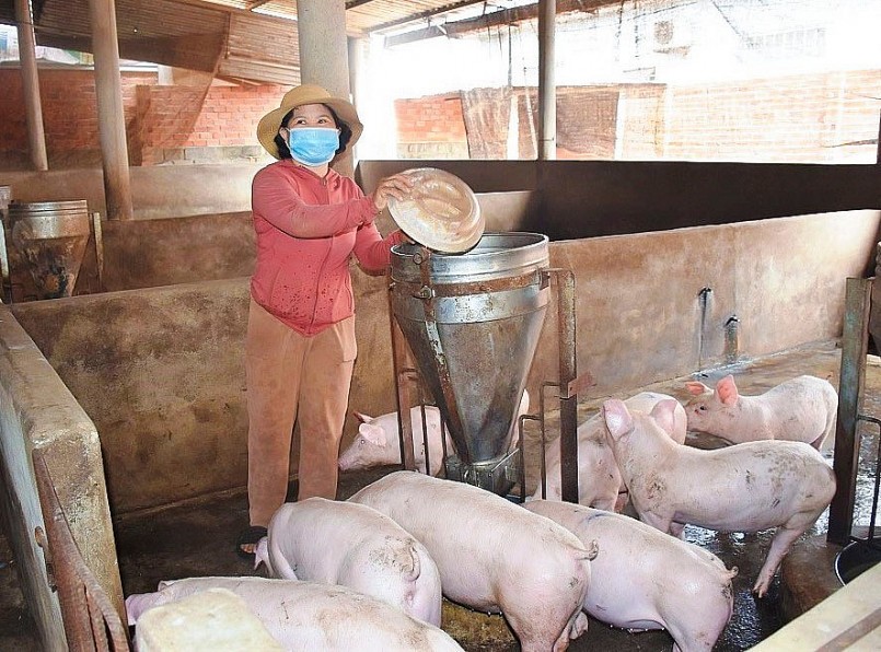 Người nuôi heo kỳ vọng mức giá lên mức 70.000 đồng/kg như hồi tháng 7 sẽ chấm dứt thua lỗ.