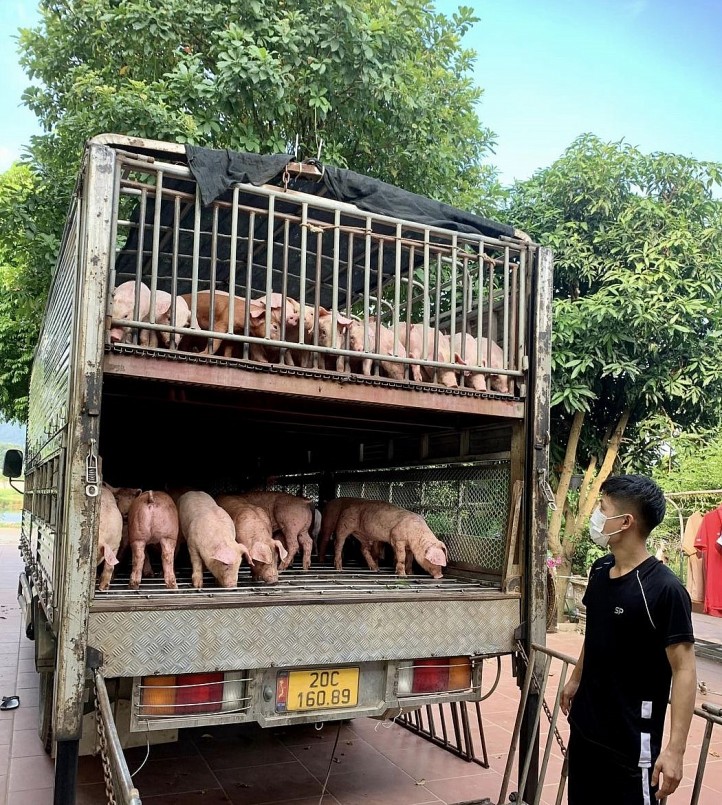 Hiện người chăn nuôi đang lỗ gần 1 triệu đồng/100kg