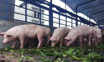 Giá heo hơi giảm chóng mặt, Bộ Tài chính dự báo cuối năm sẽ tăng vọt 70.000 đồng/kg