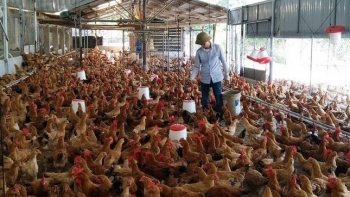 Bỏ phố về quê, chàng kỹ sư CNTT kiếm tiền tỷ nhờ mô hình nuôi gà