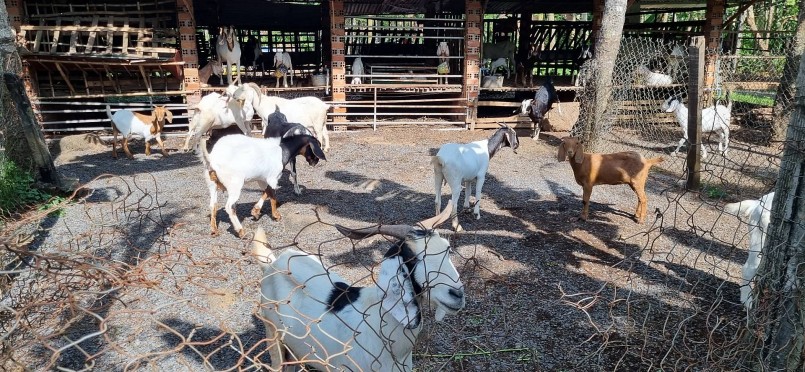 Trồng loại cây này nhàn, anh Phương chăn thêm một trang trại dê để có thêm thu nhập