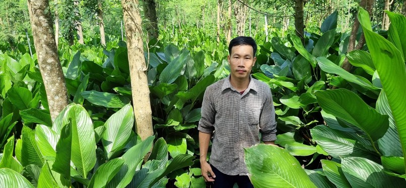 Trồng cây không cần chăm sóc, không lo đầu ra, 8x đút túi 250 triệu đồng mỗi năm