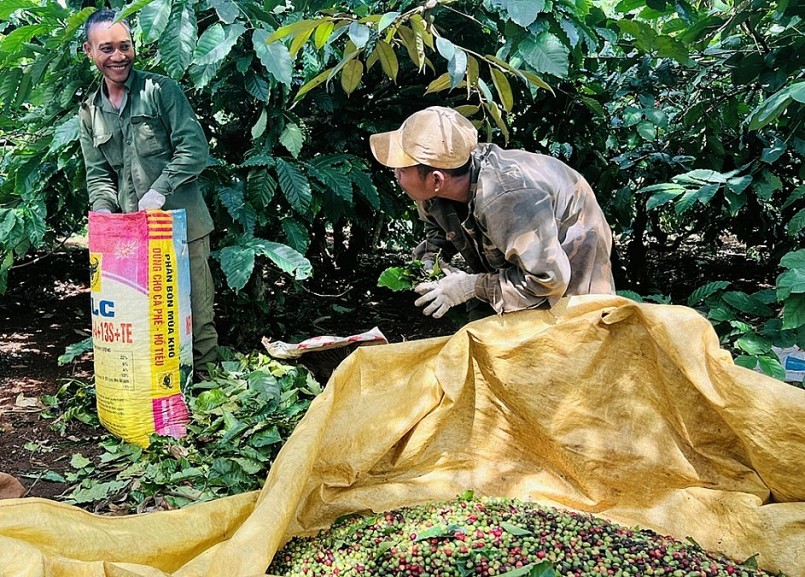 Người dân ở Ia Grai, Gia Lai phấn khởi vì cà phê năm nay được mùa, giá bán cao.