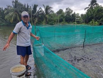 Bỏ trồng lúa, lão nông đào ao nuôi cá trong “vèo”, lãi 300 triệu đồng một năm
