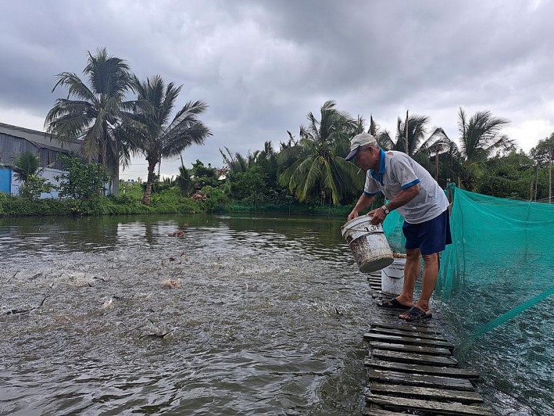 Đàn cá trong ao nhà lão nông Mai Văn Kiệp